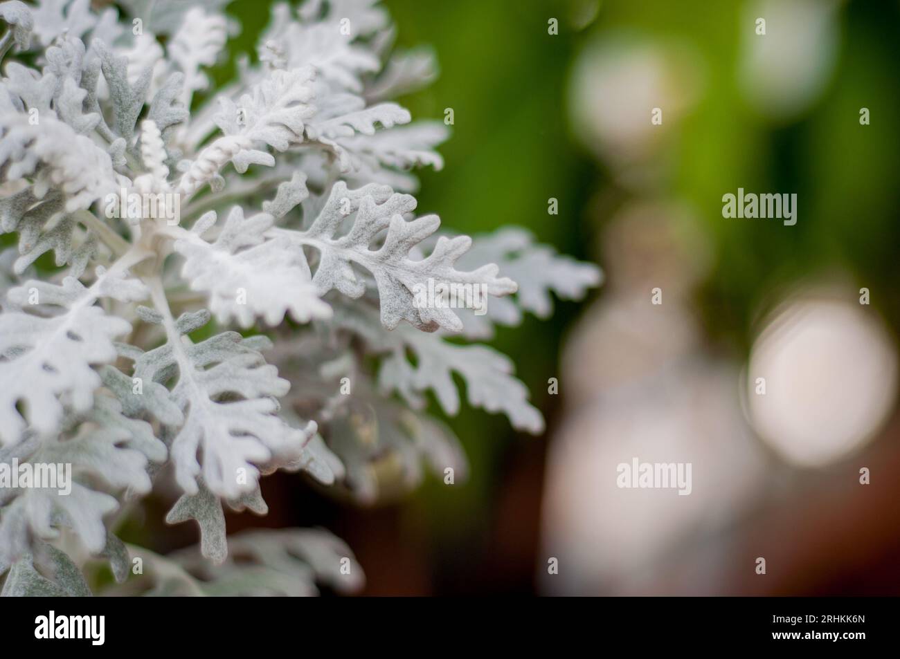 Cinerária Maritima Candicans „Dusty Miller“ – graue Pflanze mit samtigem Aussehen Stockfoto