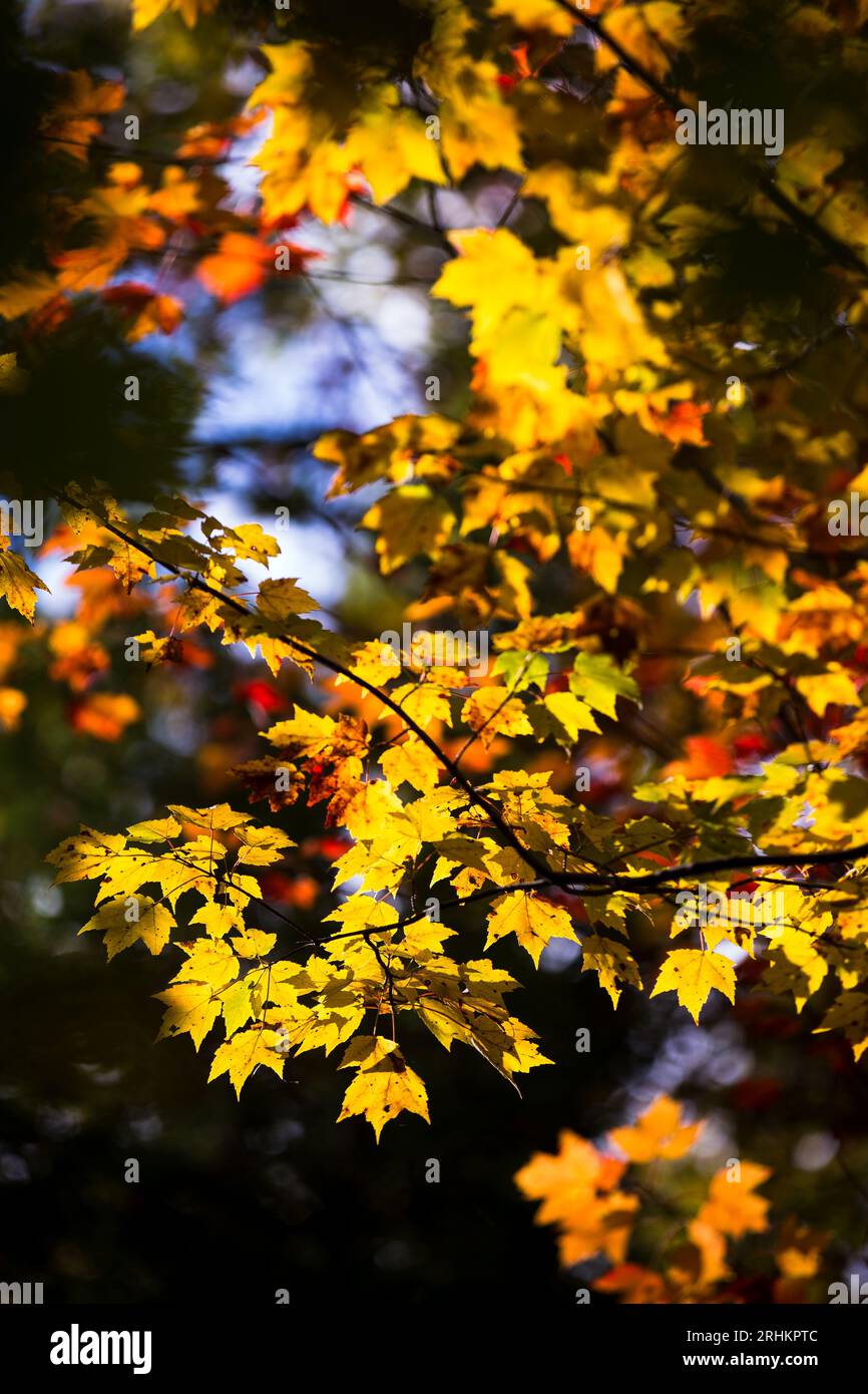 Sonnenlicht Porträt Orientierung Herbst Herbst Blätter gelb orange Neuengland Herbstreise Herbsttourismus Vermont, New Hampshire Stockfoto