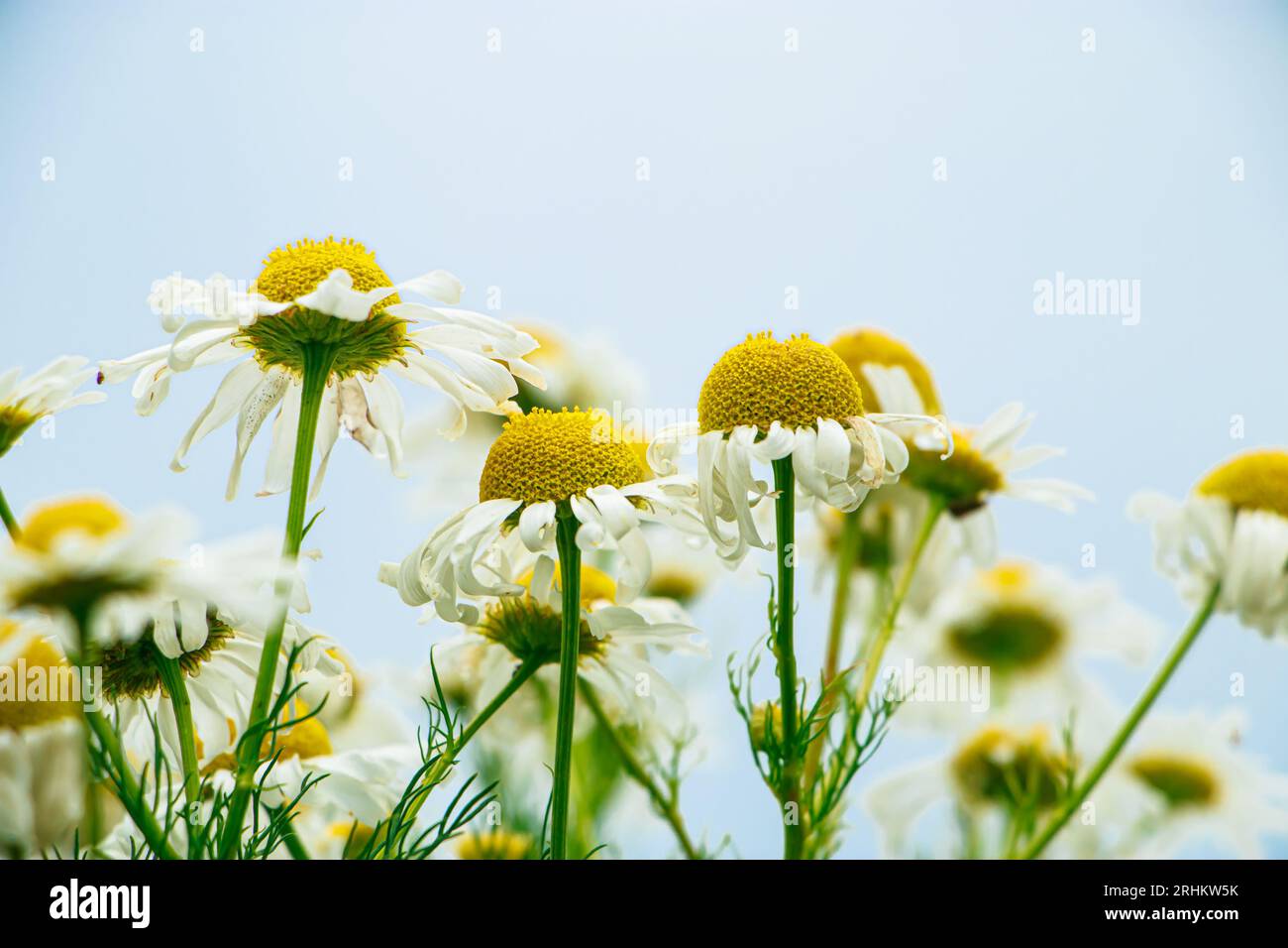 Blick von unten auf die weißen Gänseblümchen im Garten. Kamillenblüten vor blauem Himmel. Sommer natürlicher Hintergrund. Stockfoto