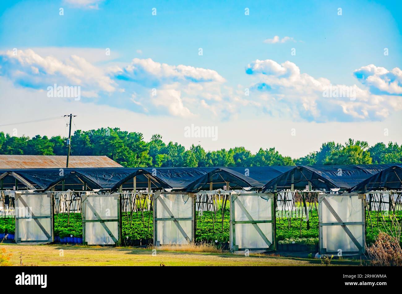 Gewächshäuser sind mit Schattentuch bedeckt, 16. August 2023, in Semmes, Alabama. Die subtropische Stadt ist bekannt für ihre großen Baumschulen. Stockfoto