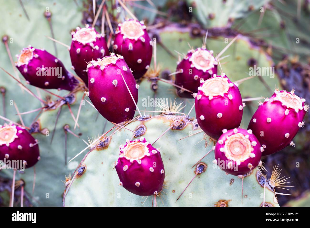 Viele Kaktusfrüchte sind hellrote Lebensmittel auf grünen Flächen während der Fruchtsaison im Saguaro National Park in Tucson, Arizona Stockfoto