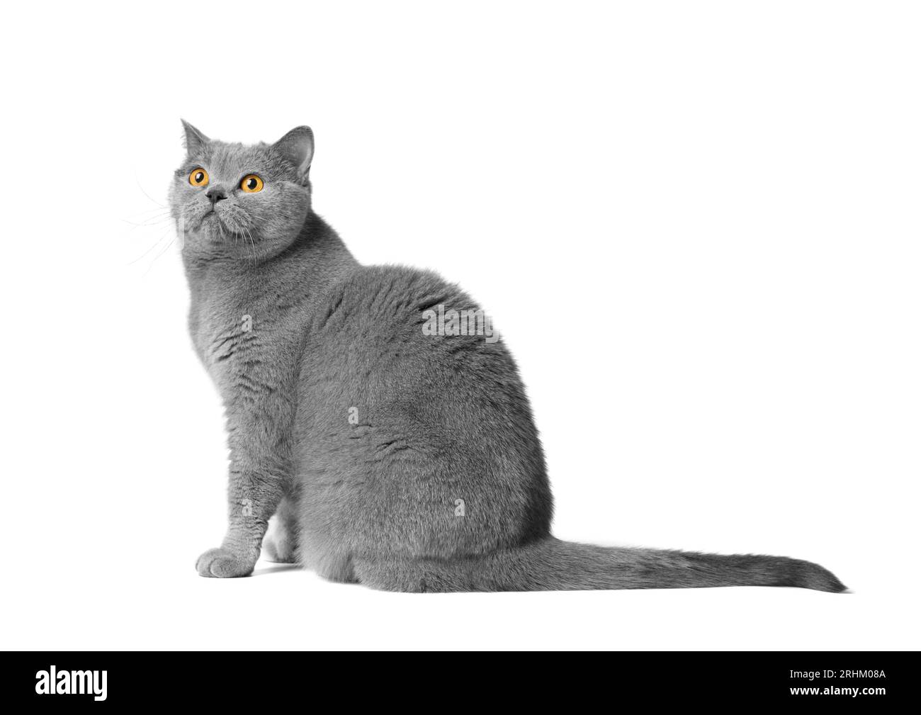 Eine blaue britische Katze mit großen orangen Augen sitzt auf einem weißen Hintergrund. Reinrassige graue Katze auf weiß isoliert. Stockfoto