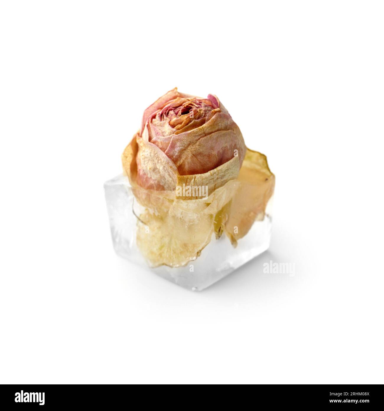 Konzeptionelle Zusammensetzung einer Rosenknospe in einem Eiswürfel, einer Rosenblume in Eis, isoliert auf weißem Hintergrund, Nahaufnahme. Stockfoto