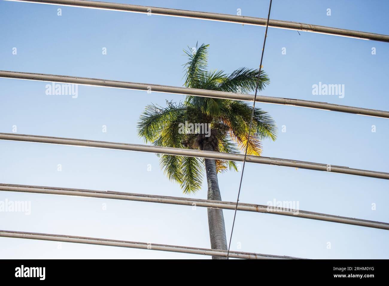 Grüne Palme mit einem schönen blauen Himmel im Hintergrund in Rio de Janeiro Brasilien. Stockfoto