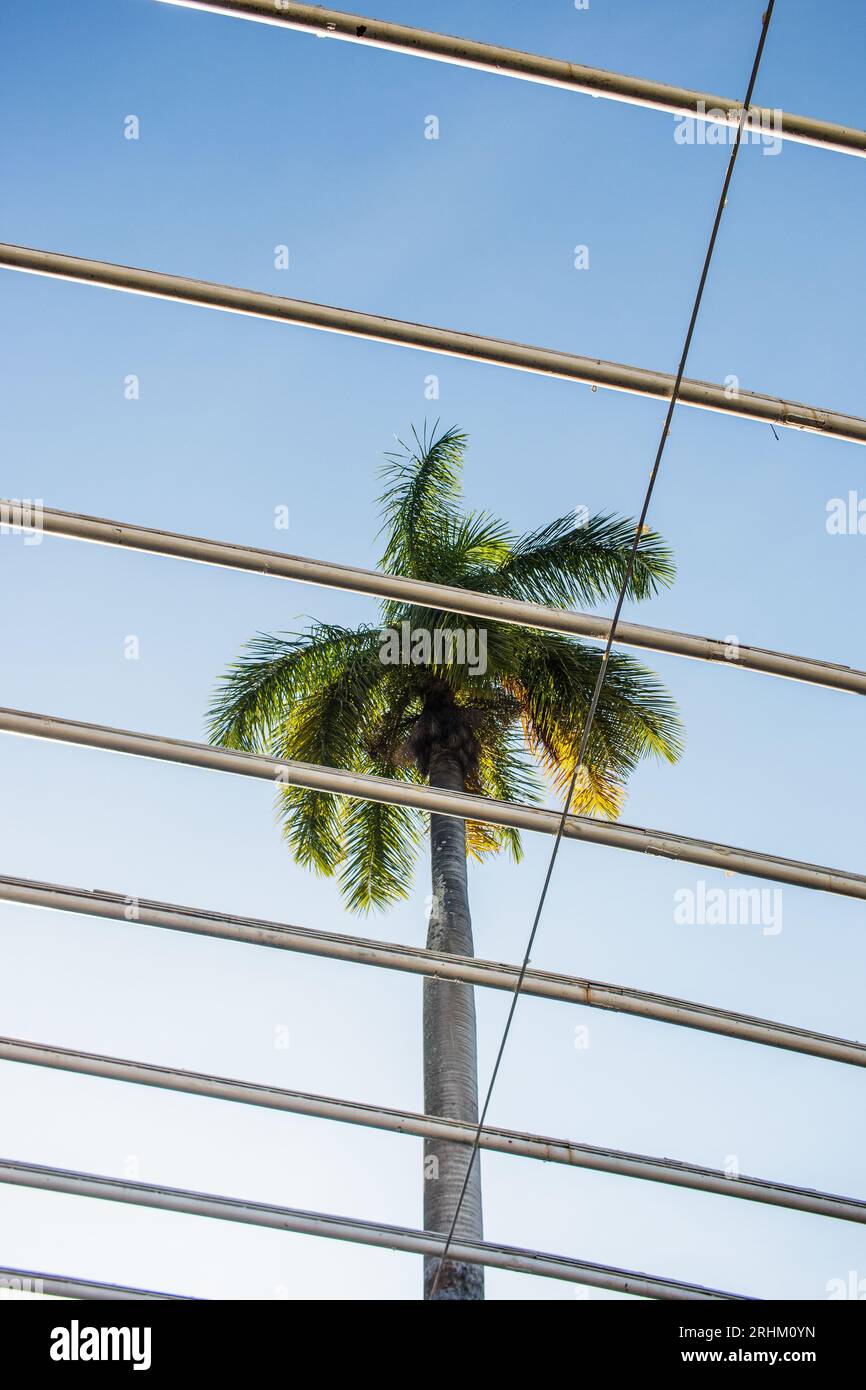 Grüne Palme mit einem schönen blauen Himmel im Hintergrund in Rio de Janeiro Brasilien. Stockfoto