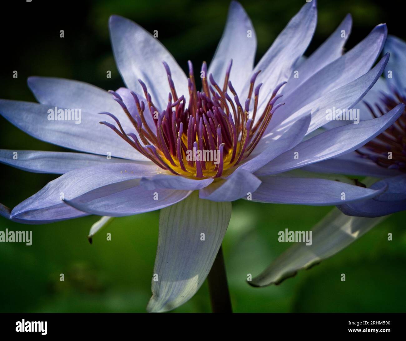 Auftauchende Vegetation Calgary Zoo Alberta Stockfoto