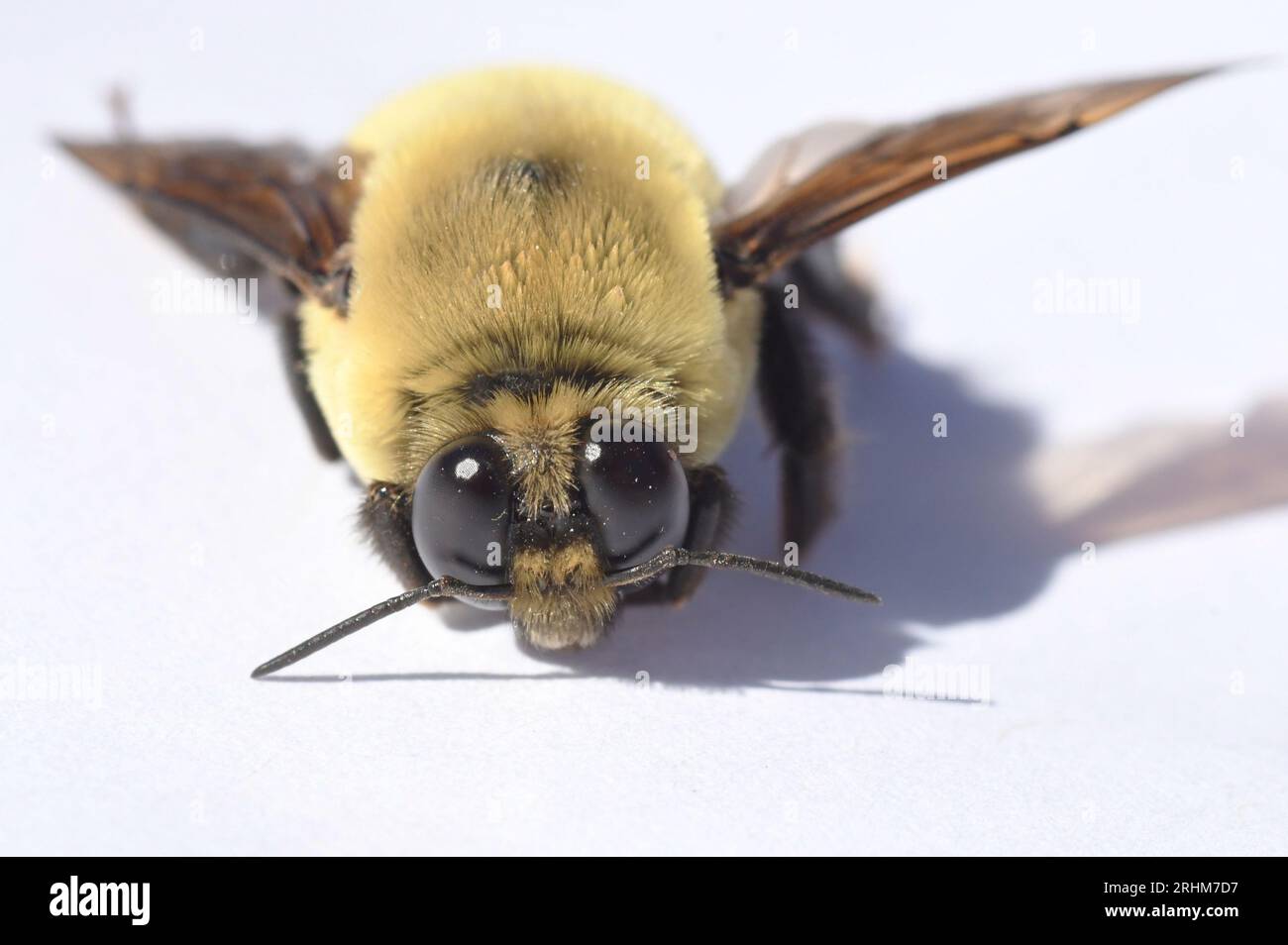 Nevada Bumble Bee (Bombus nevadensis) männlich mit großen Augen, Kalifornien Stockfoto