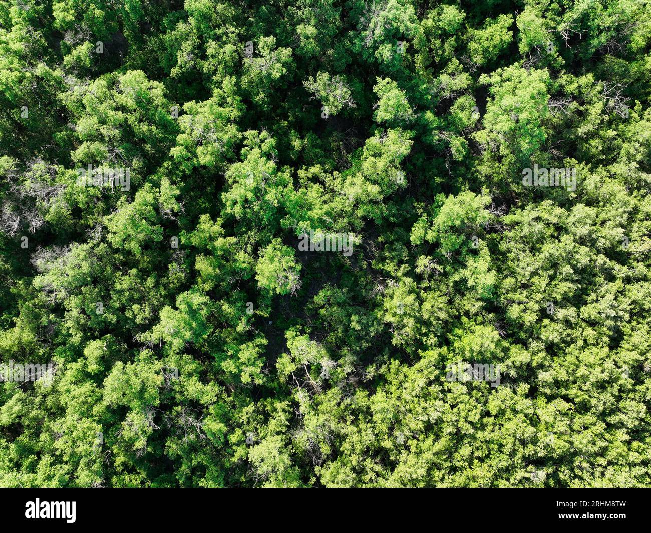 Draufsicht auf den Mangrovenwald. Die Drohnenansicht der dichten grünen Mangrovenbäume erfasst CO2 cm. Grüne Bäume als Hintergrund für Kohlenstoffneutralität und Netto-Null Stockfoto