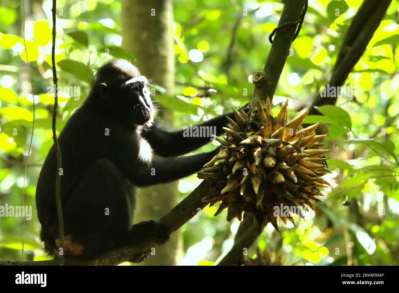 Ein Makaken (Macaca nigra) erntet Lianenfrüchte im Tangkoko-Wald, Nord-Sulawesi, Indonesien. Ein kürzlich erschienener Bericht eines Wissenschaftlerteams unter der Leitung von Marine Joly ergab, dass die Temperatur im Tangkoko-Wald zunimmt und die Fruchtfülle insgesamt abnimmt. „Zwischen 2012 und 2020 stiegen die Temperaturen im Wald um bis zu 0,2 Grad pro Jahr, und der Fruchtbestand ging insgesamt um 1 Prozent pro Jahr zurück“, schrieb sie im Juli 2023 im International Journal of Primatology. „In einer wärmeren Zukunft müssten sie (Primaten) sich anpassen, sich ausruhen und im Schatten bleiben... Stockfoto