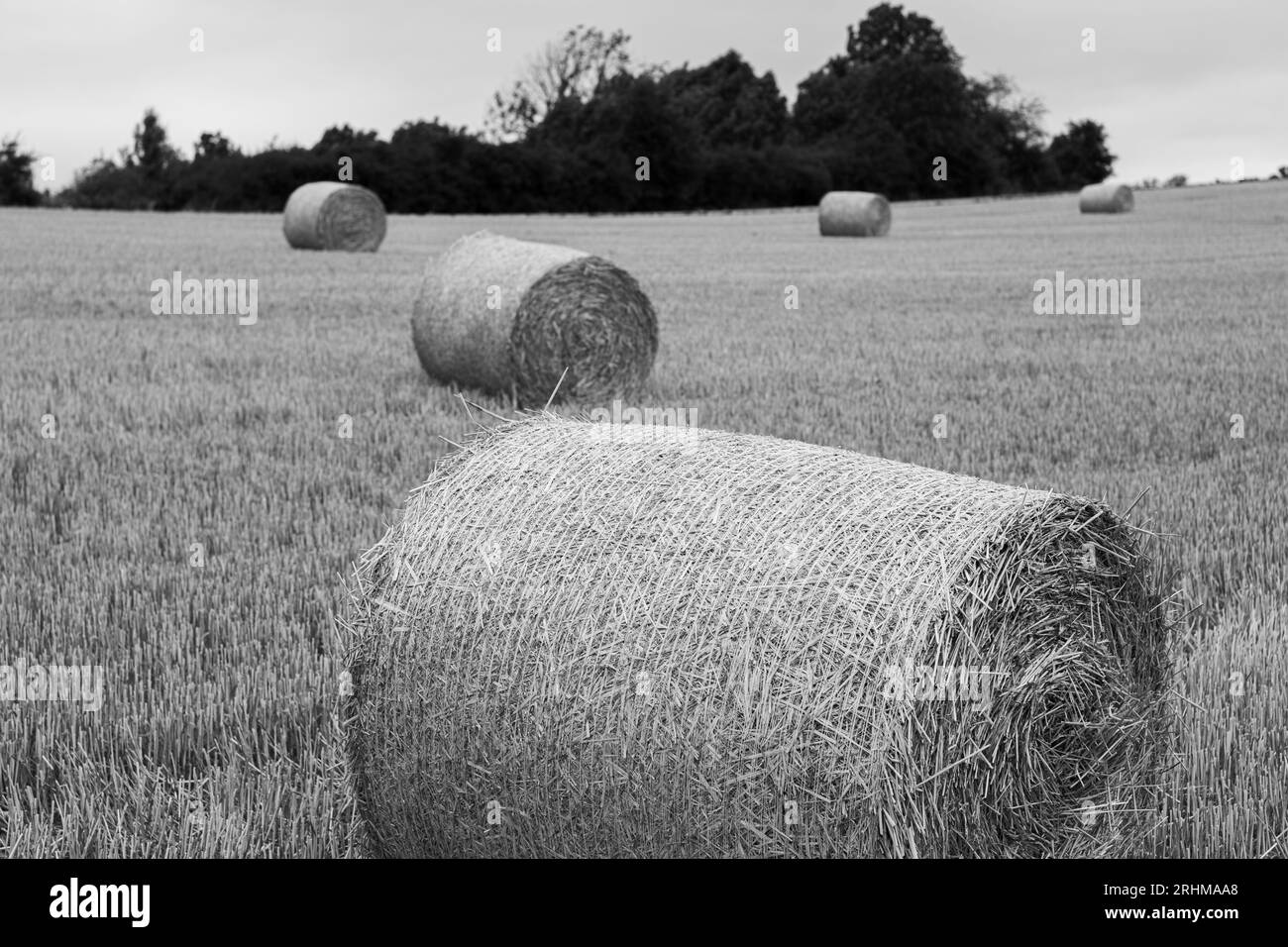 Ein Feld mit Rundballen aus trockenem Heu. Runde Strohballen werden zufällig auf dem Feld platziert, und im Hintergrund wachsen grüne Bäume. Trübes Wetter, dr. Stockfoto