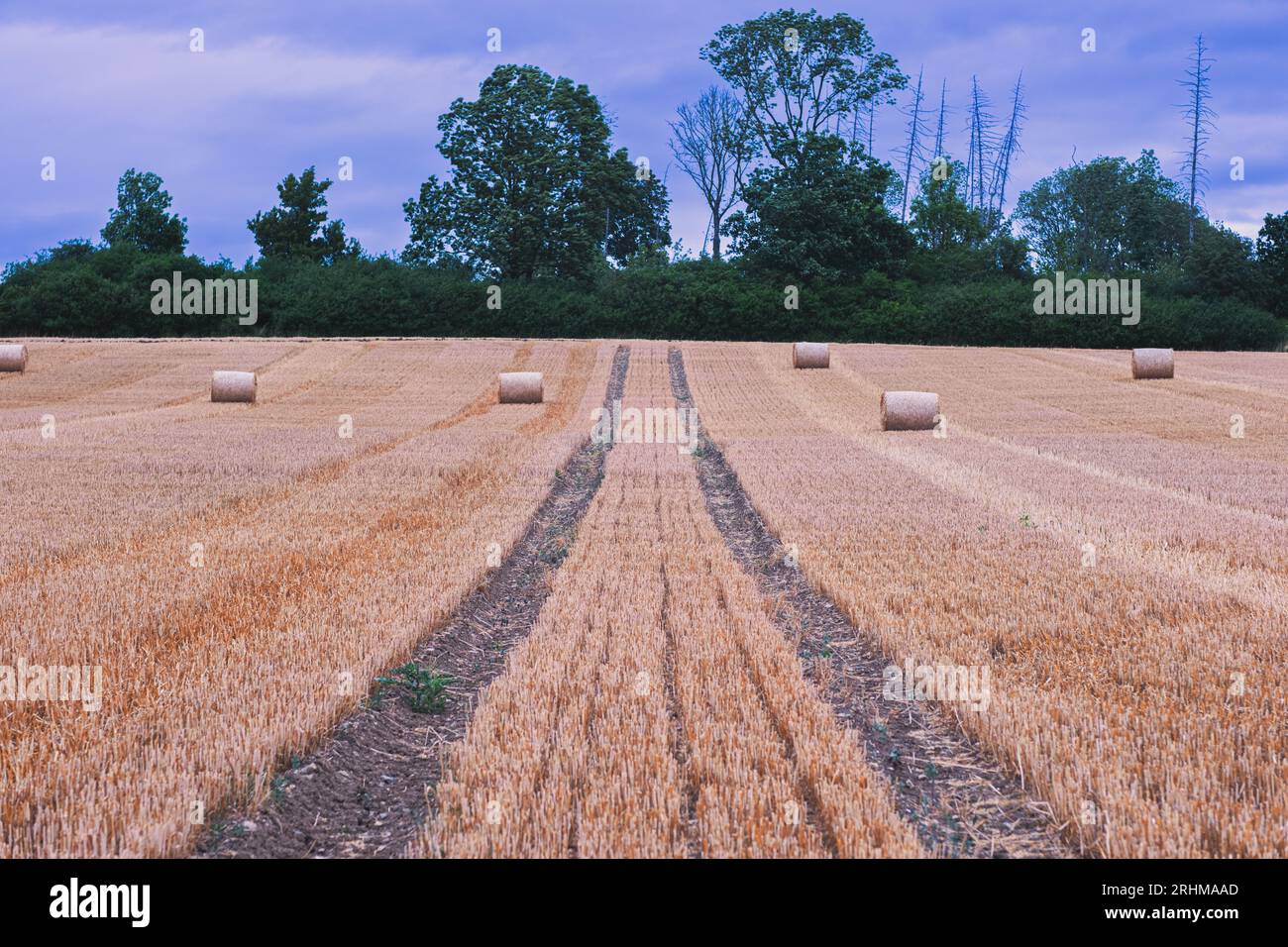 Ein Feld mit Rundballen aus trockenem Heu. Auf dem Feld werden runde Strohballen platziert, im Hintergrund wachsen grüne Bäume. Die Spur überquert das Feld Stockfoto