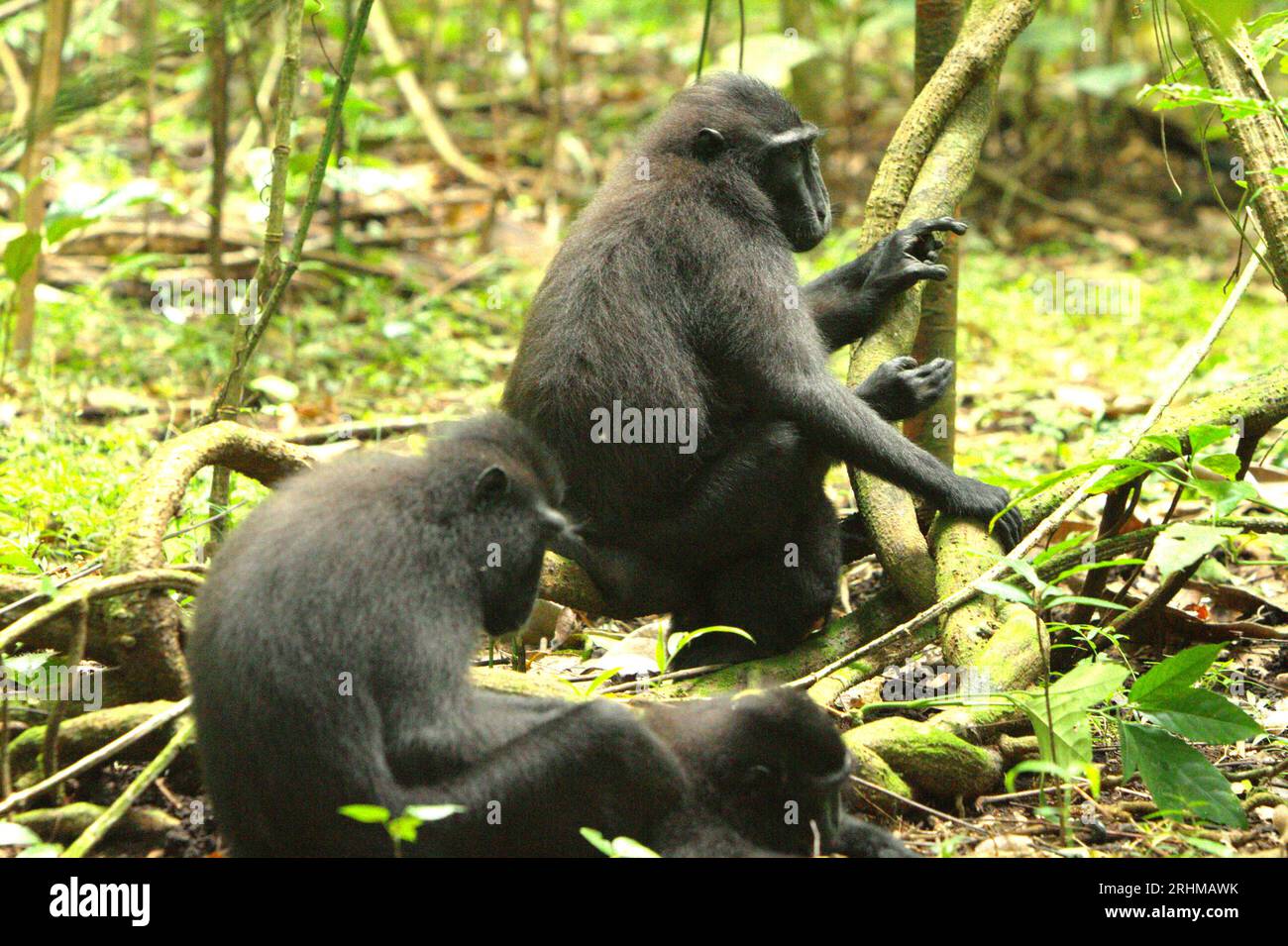 Kammmakaken (Macaca nigra) im Tangkoko-Wald, Nord-Sulawesi, Indonesien. Ein Bericht eines von Marine Joly geleiteten Wissenschaftlerteams enthüllte, dass die Temperatur im Wald von Tangkoko steigt und die Obstreichweite insgesamt abnimmt. „Zwischen 2012 und 2020 stiegen die Temperaturen im Wald um bis zu 0,2 Grad Celsius pro Jahr an, und der Obstreichtum ging insgesamt um 1 Prozent pro Jahr zurück“, schrieben sie im Juli 2023 im International Journal of Primatology. „In einer wärmeren Zukunft müssten sie (Primaten) sich anpassen, sich ausruhen und in den heißesten Tageszeiten im Schatten bleiben. Stockfoto