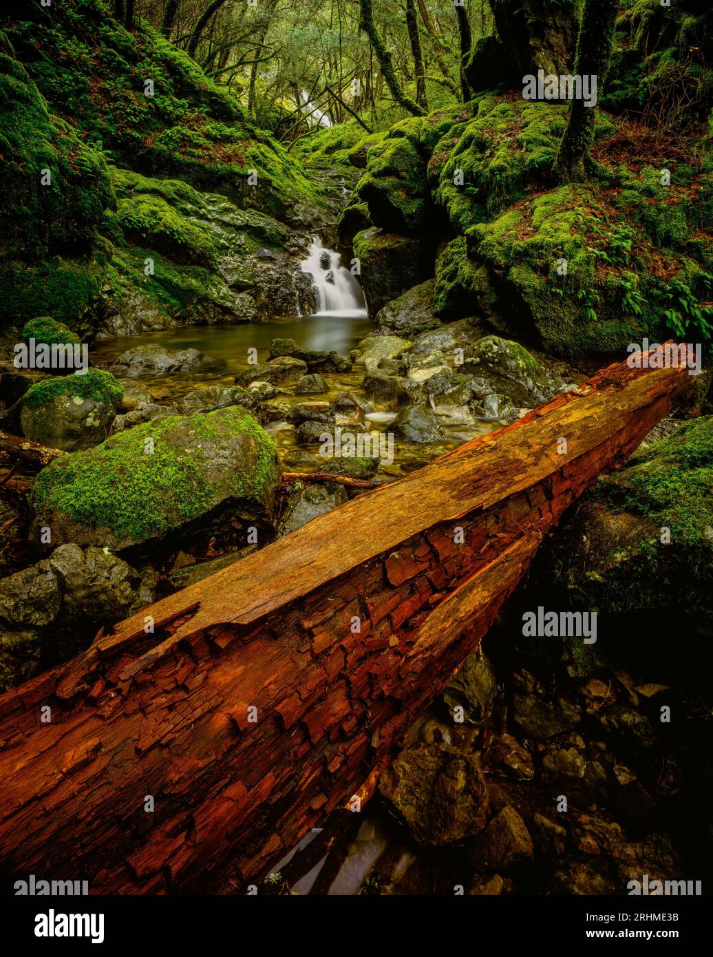 Downed Redwood, Wasserfall, Cataract Canyon, Mount Tamalpais, Marin County, Kalifornien Stockfoto