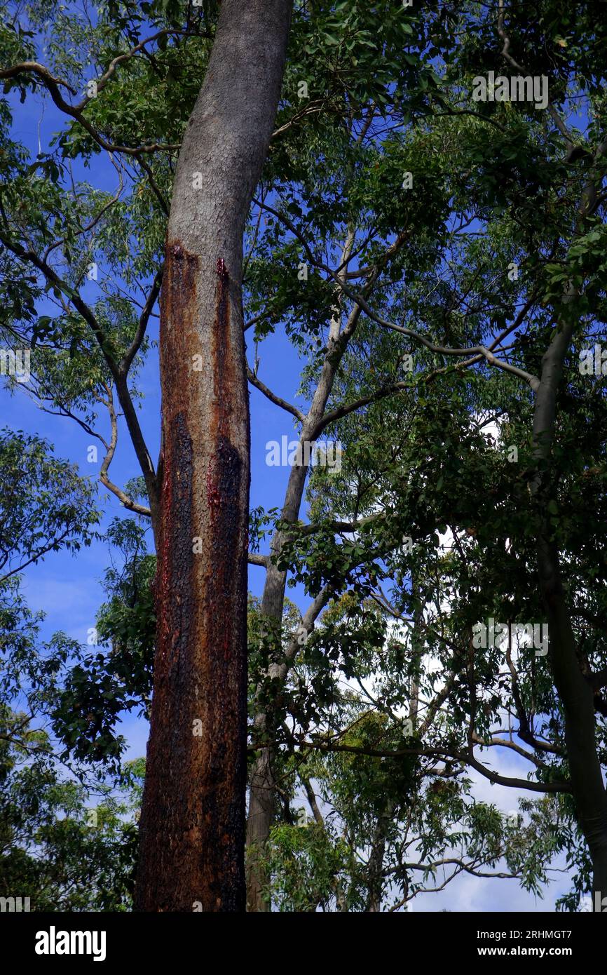 Eukalyptusbaum, der absichtlich von Beutelgleitern verwundet wurde, um süßen saft zu lecken, Five Mile Creek, Cardwell, Queensland, Australien Stockfoto