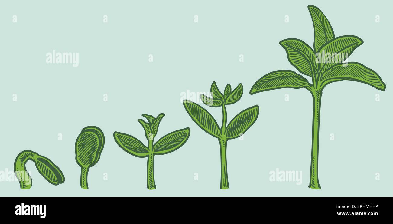 Vektor für Wachstumsstadien von Pflanzen. Handzeichnung Gravur-Stil Illustration, isoliert auf weißem Hintergrund. Stock Vektor