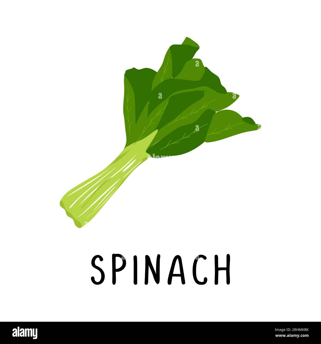 Spinat Vektor-Illustration, flache Design-Karikatur von grünem Spinat Naturprodukt für Gesundheit und Vitamine. Stock Vektor