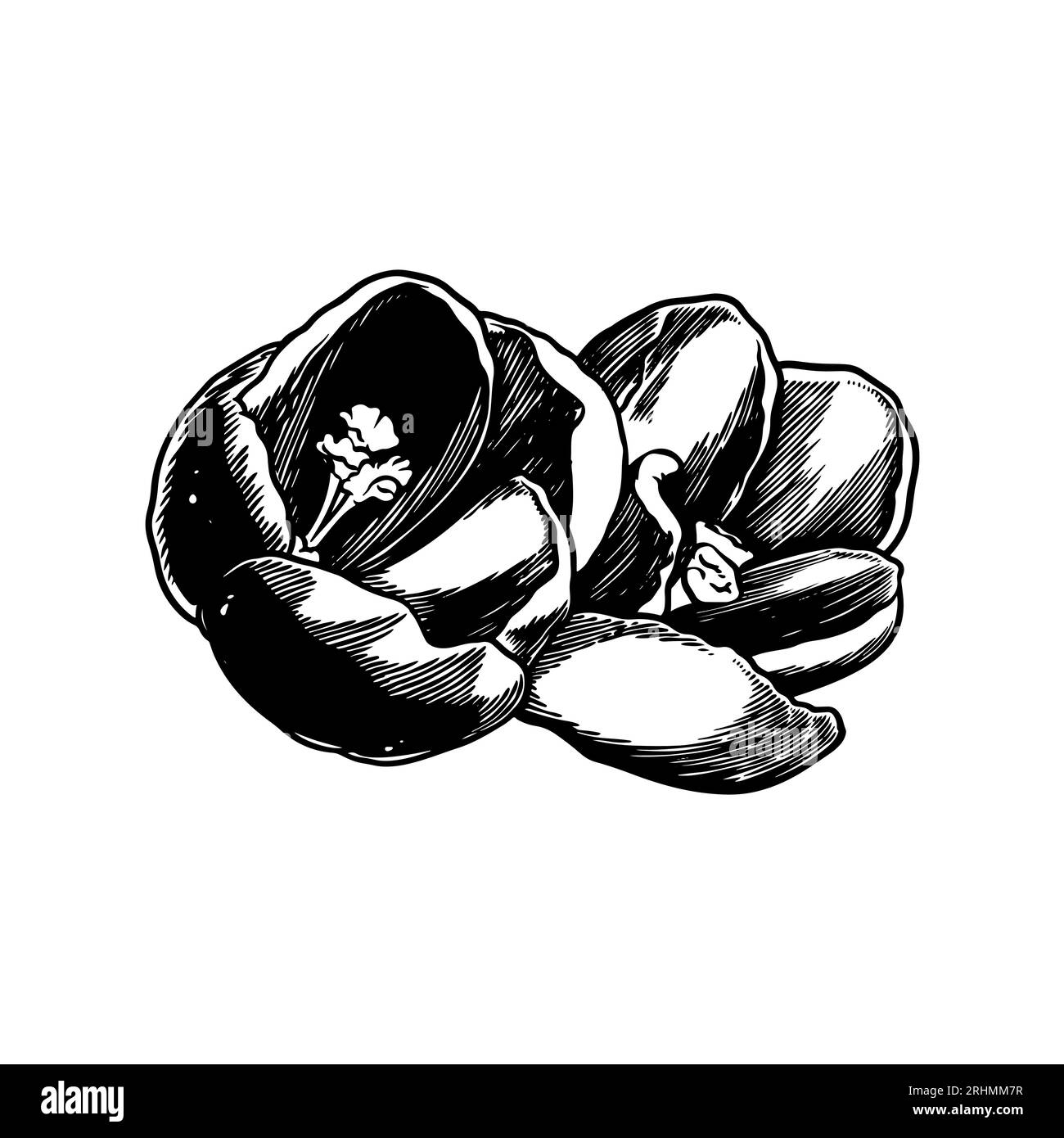 Handgezeichnete botanische Blütenzeichnung von Krokus isoliert auf weißem Hintergrund. Stock Vektor