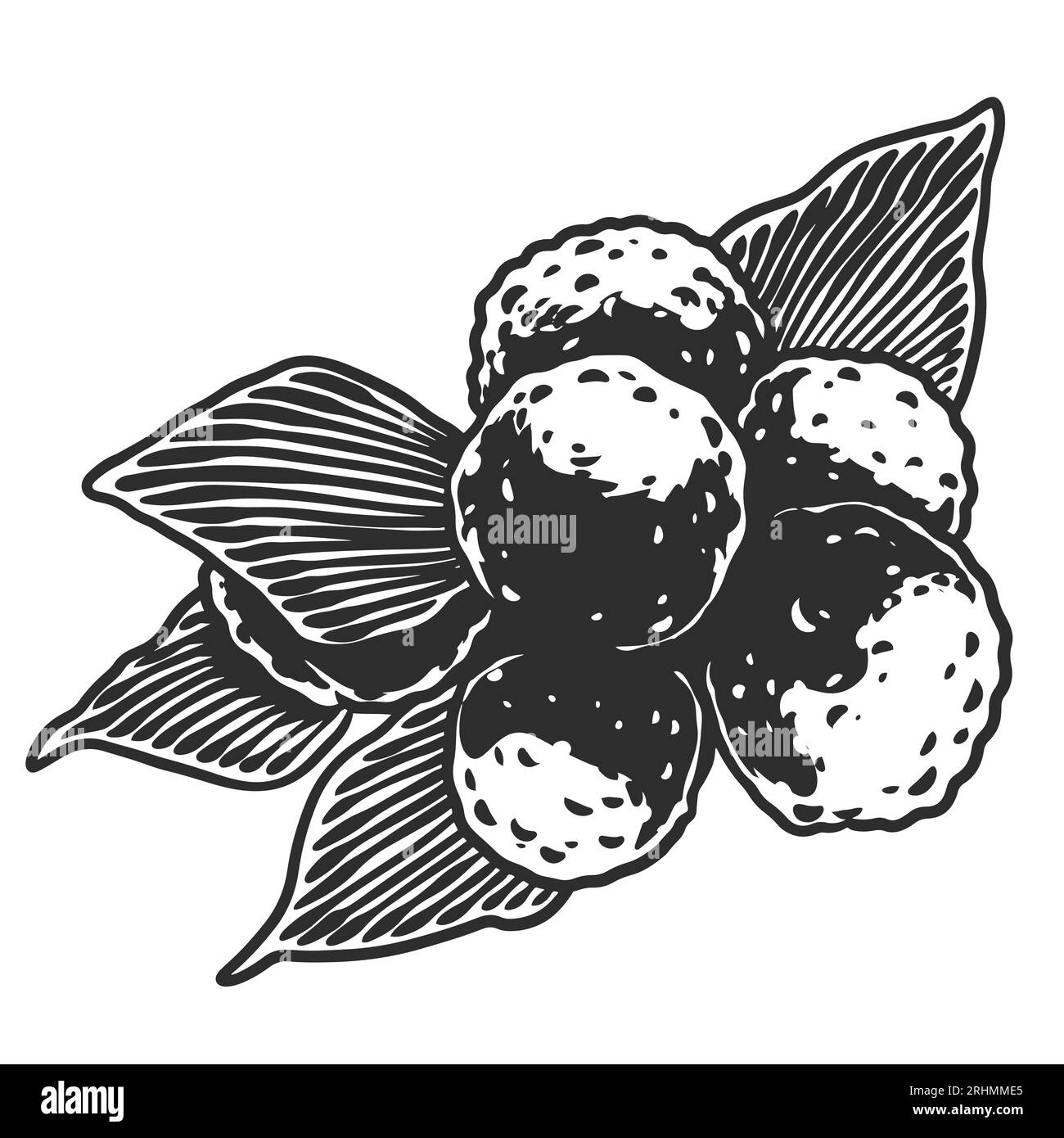 Handgezeichnete ätherische Ölpflanzen Zeichnung von Bergamotte oder Zitrusbergamie isoliert auf weißem Hintergrund. Stock Vektor
