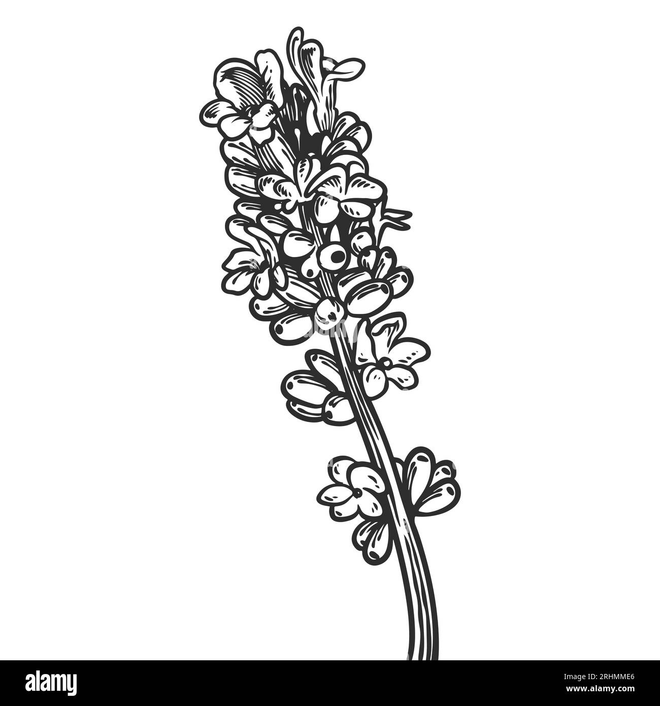 Handgezeichnete ätherische Ölpflanzen Zeichnung von lavendel oder lavandula angustifolia isoliert auf weißem Hintergrund. Stock Vektor