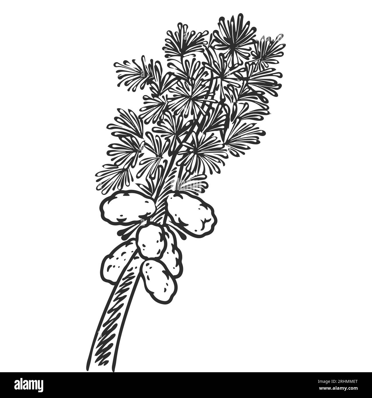 Handgezeichnete ätherische Ölpflanzen Zeichnung von Teebaum oder Melaleuca alternifolia isoliert auf weißem Hintergrund. Stock Vektor