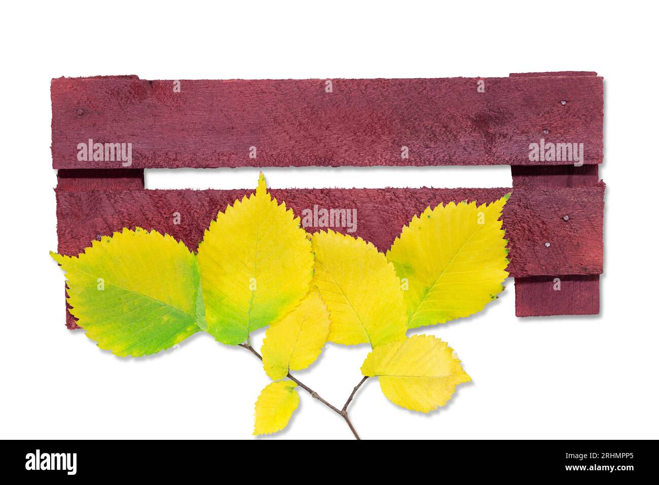 Alte burgunderrote Pinnwände mit gelben Blättern. Holzplakette, hängende texturierte Platte, Schild mit Nägeln auf isoliertem weißem Hintergrund. Leerzeichen kopieren Stockfoto