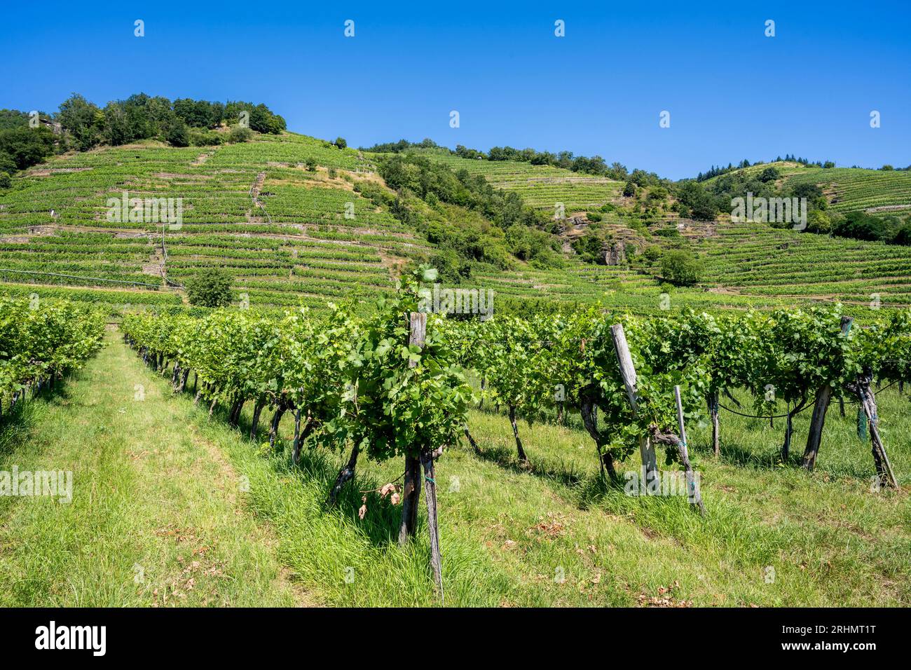 Weinberge, Weissenkirchen in der Wachau, Niederösterreich, Österreich Stockfoto