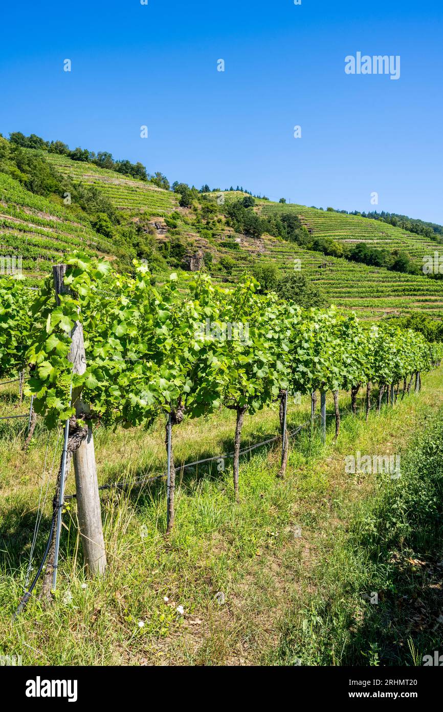 Weinberge, Weissenkirchen in der Wachau, Niederösterreich, Österreich Stockfoto