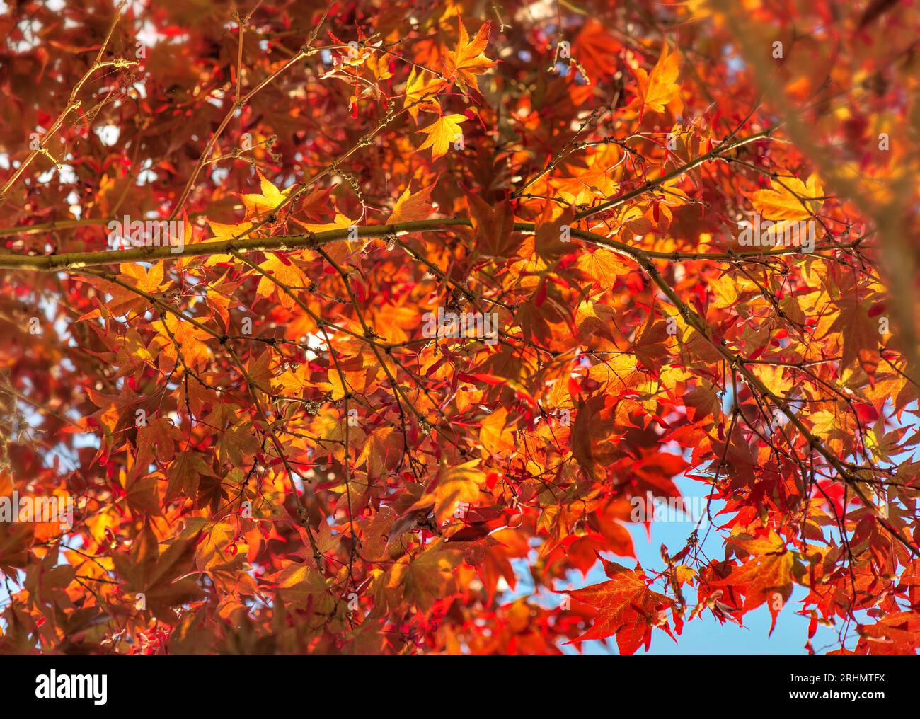 Nahaufnahme auf wunderschönem roten Blatt eines japanischen Ahornbaums in sonnigem Licht - herbstlicher Hintergrund Stockfoto