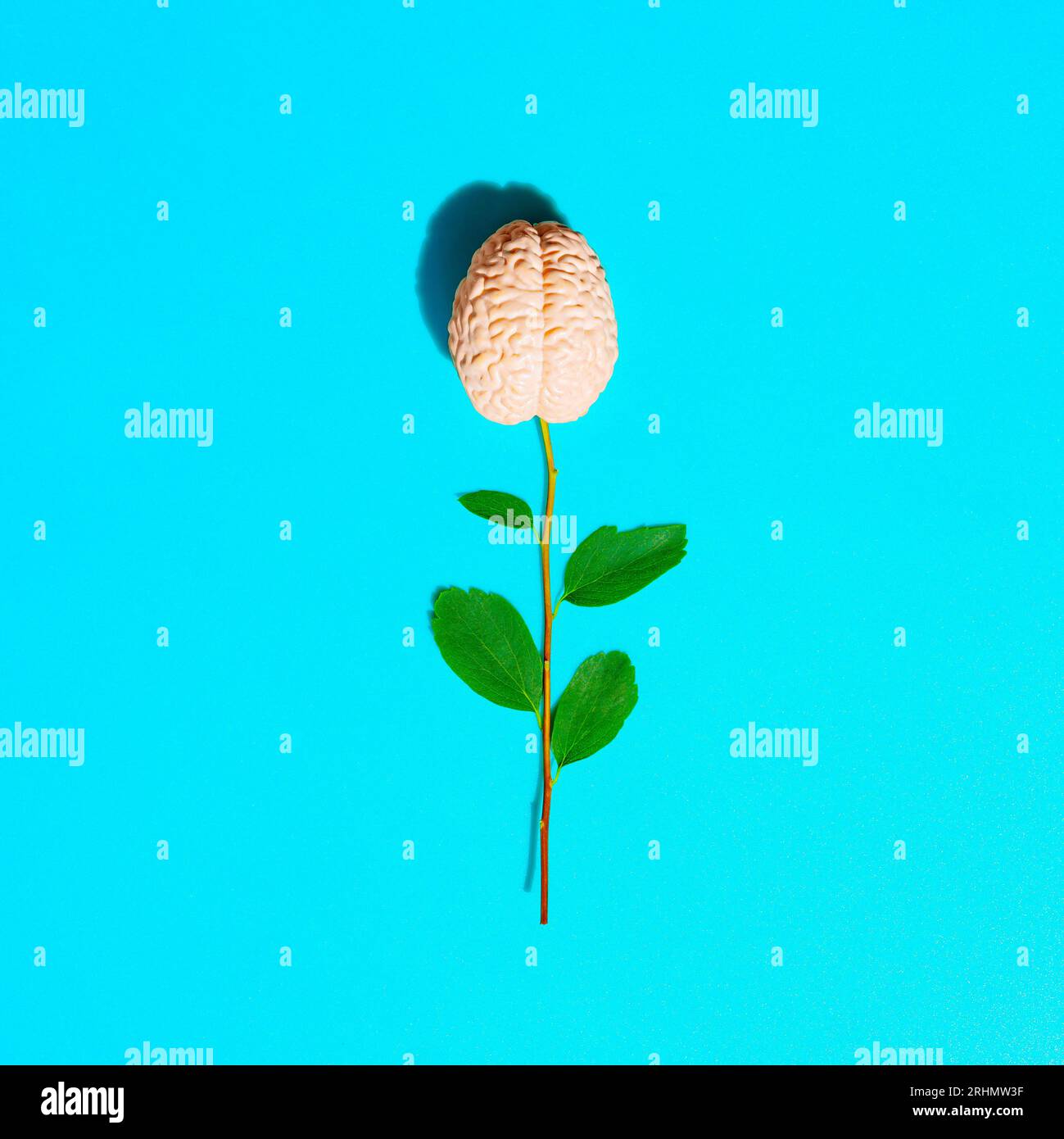 Rosenförmige Blume aus einem frischen Stamm und einem menschlichen Hirnmodell isoliert auf blauem Hintergrund. Kreatives, durchdachtes Blütenkonzept. Stockfoto
