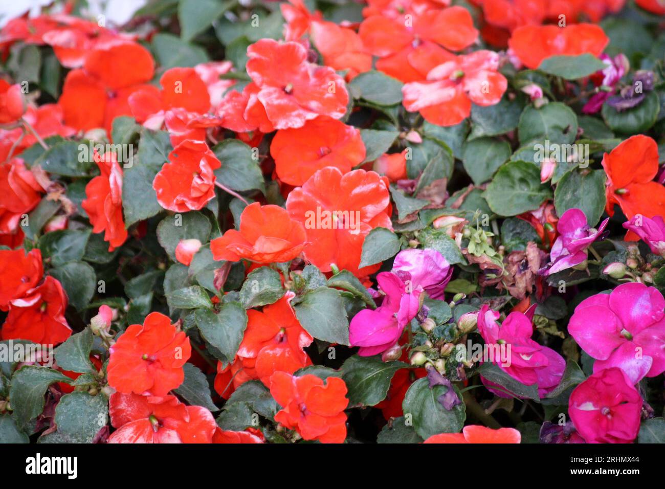 Stiefmütterchen rot (Viola x wittrockiana) in Blüte : (pix Sanjiv Shukla) Stockfoto