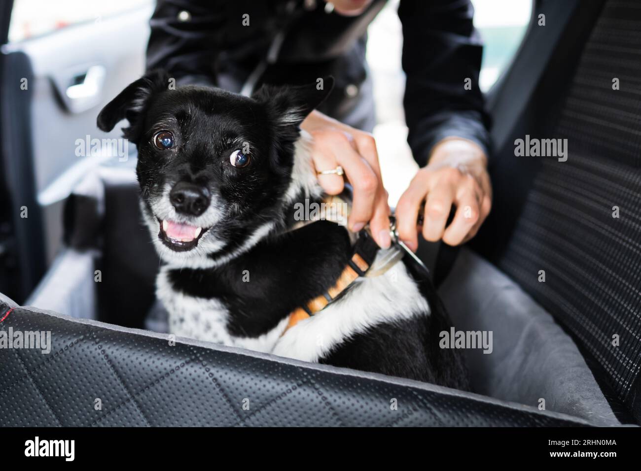 Frau Befestigung Hund Im Auto Mit Sicherheitsgurt Im Sitz Booster Stockfoto