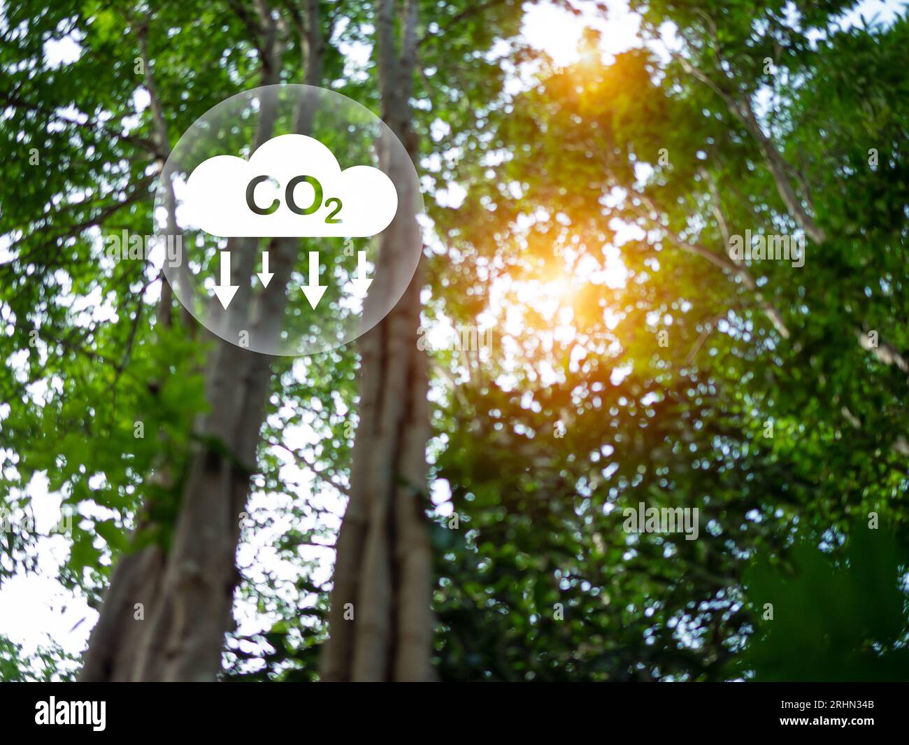 Konzept zur Reduzierung der CO2-Emissionen, saubere und umweltfreundliche Umwelt ohne Kohlendioxidemissionen. Pflanzen von Bäumen zur Verringerung der CO2-Emissionen, Umwelt Stockfoto