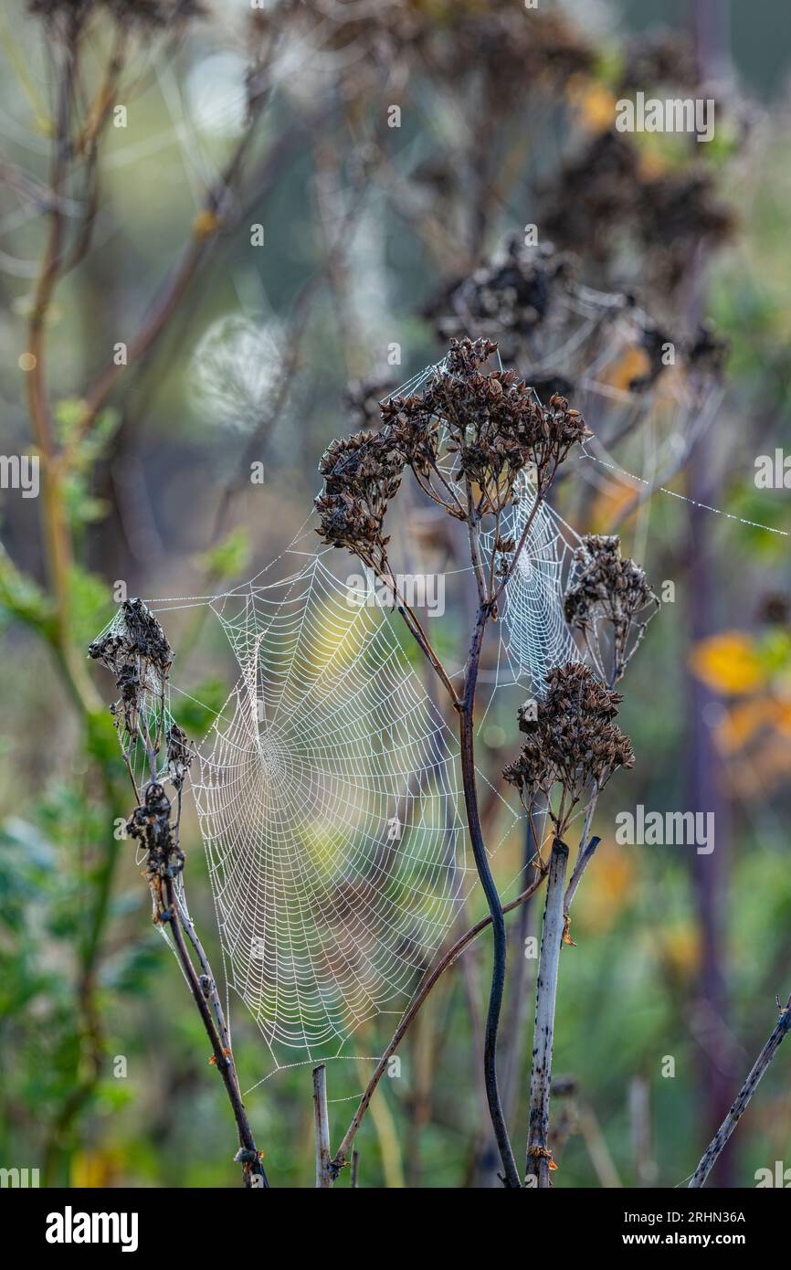 Das Spinnennetz des Orbflechters bedeckt den Morgentau Stockfoto
