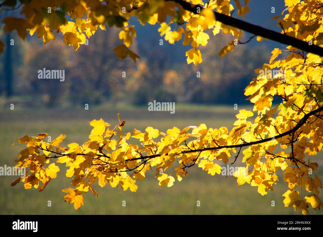 Foglie gialle im Autunno nel Montefeltro Stockfoto