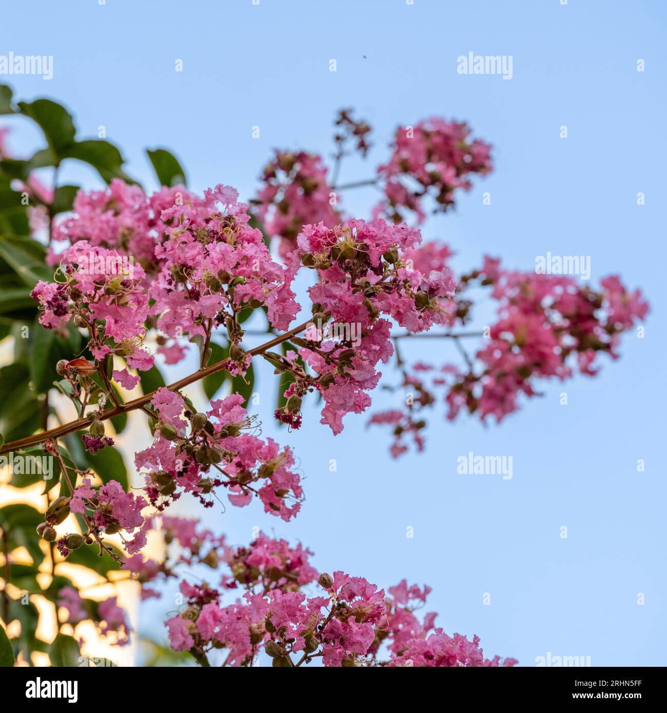 Rosa blühender Kreppmyrtenbaum (Lagerstroemia indica). Dieser Laubbaum