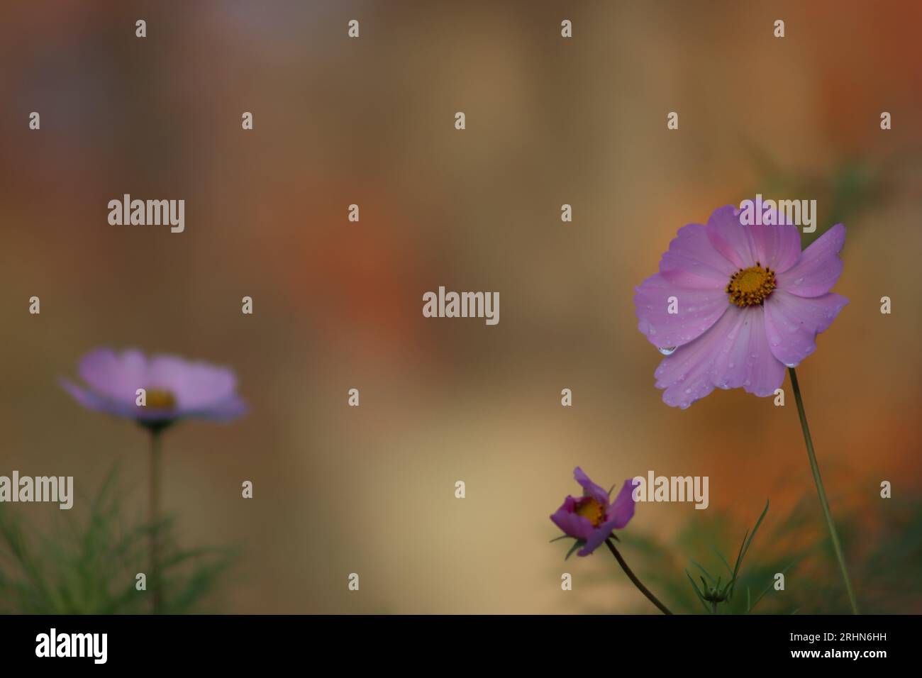 Rosafarbene Kosmos-Wildblumen mit warmem Herbstnachmittagshintergrund Stockfoto