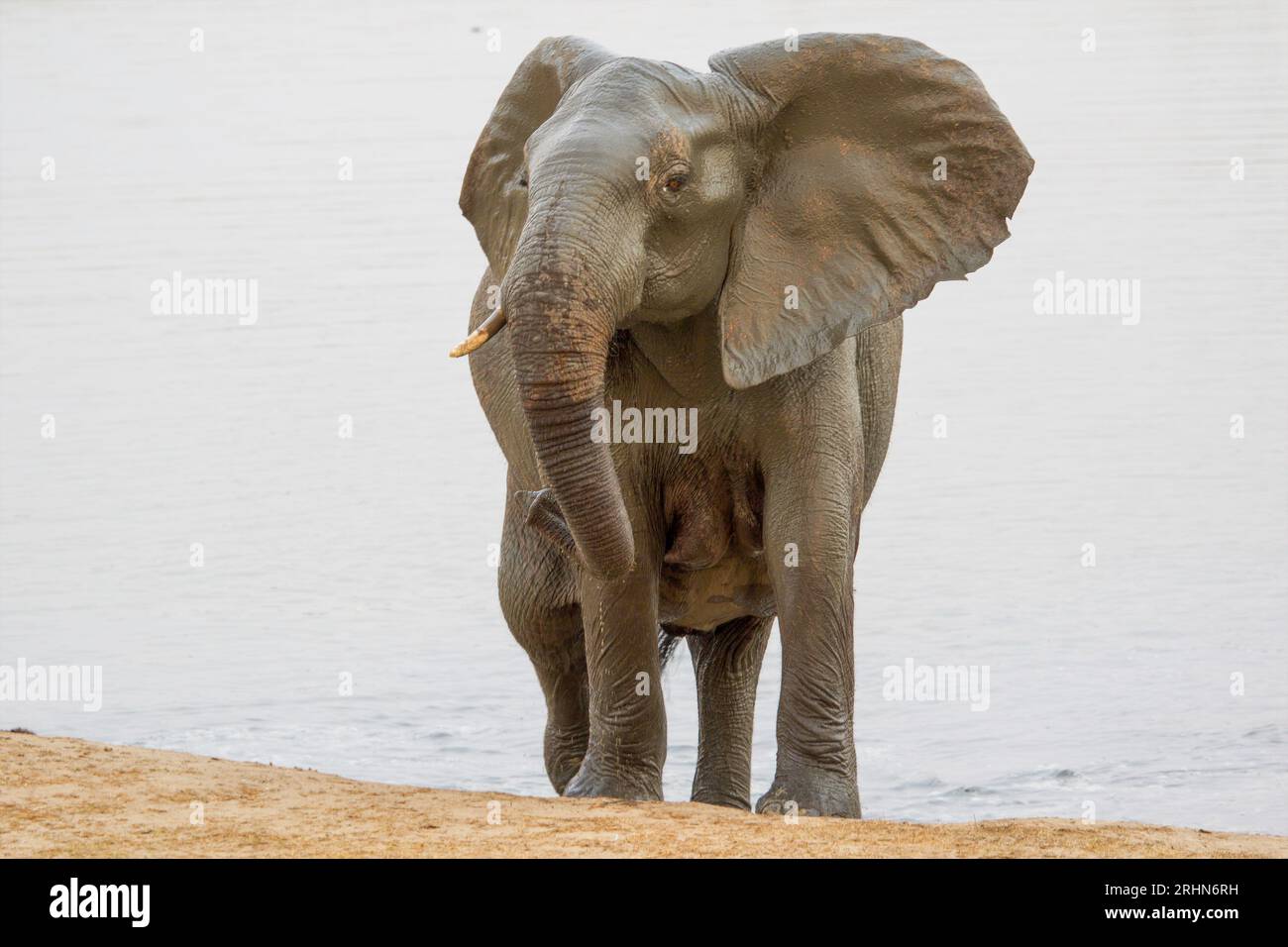 Elefanten im Hwange National Parl, Simbabwe Stockfoto