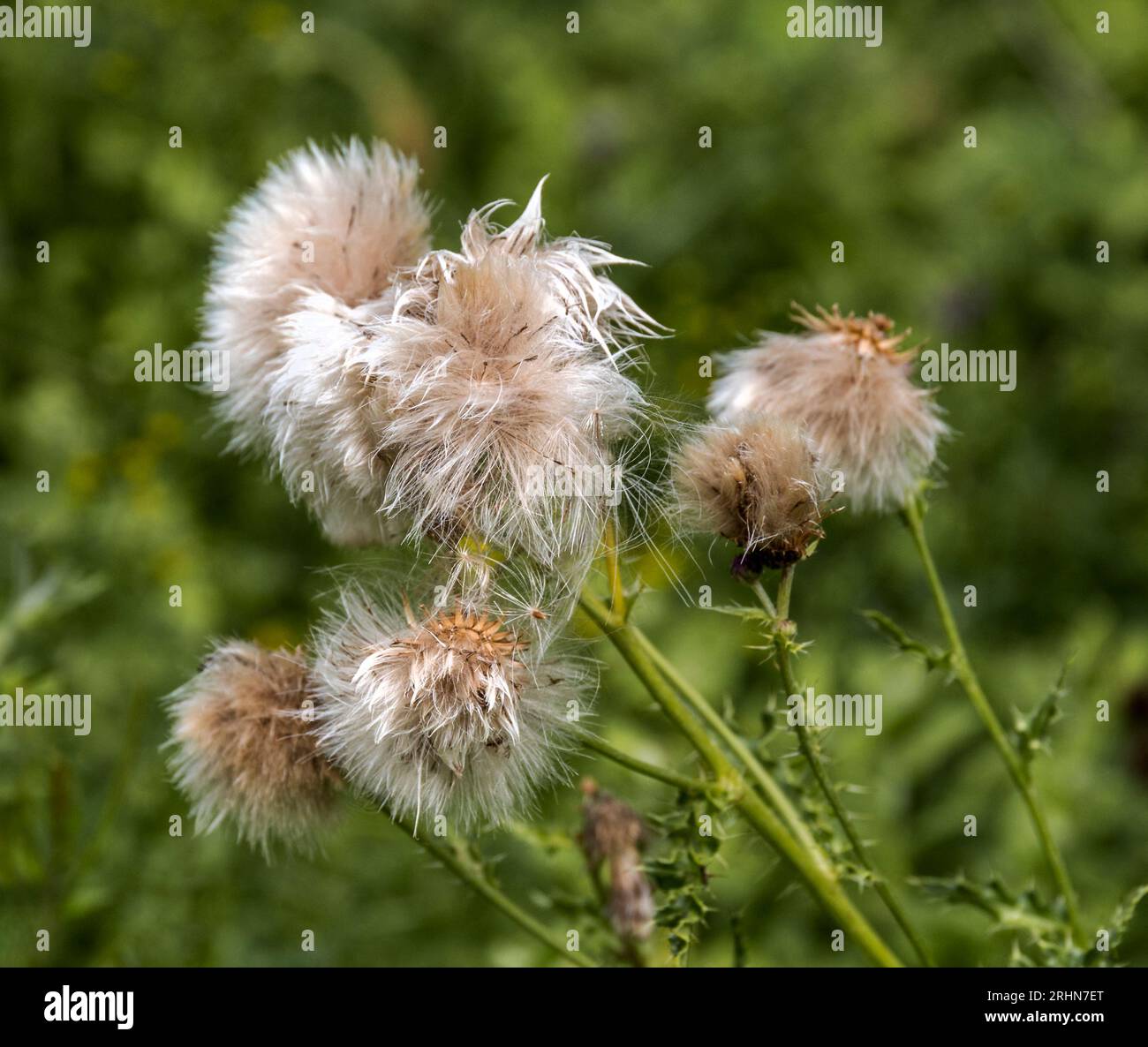 Eine Gruppe von Distelsäenköpfen, die bereit sind, vom Wind geblasen zu werden Stockfoto