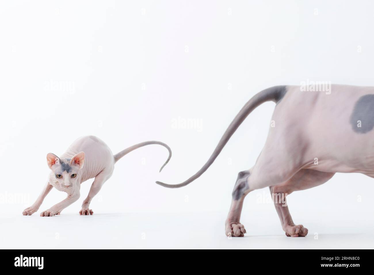 Haarlose Katzen jagen auf weißem Hintergrund Stockfoto
