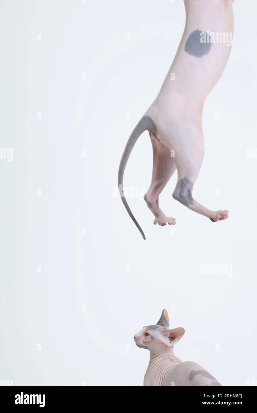 Haarlose Katzen spielen vor weißem Hintergrund Stockfoto