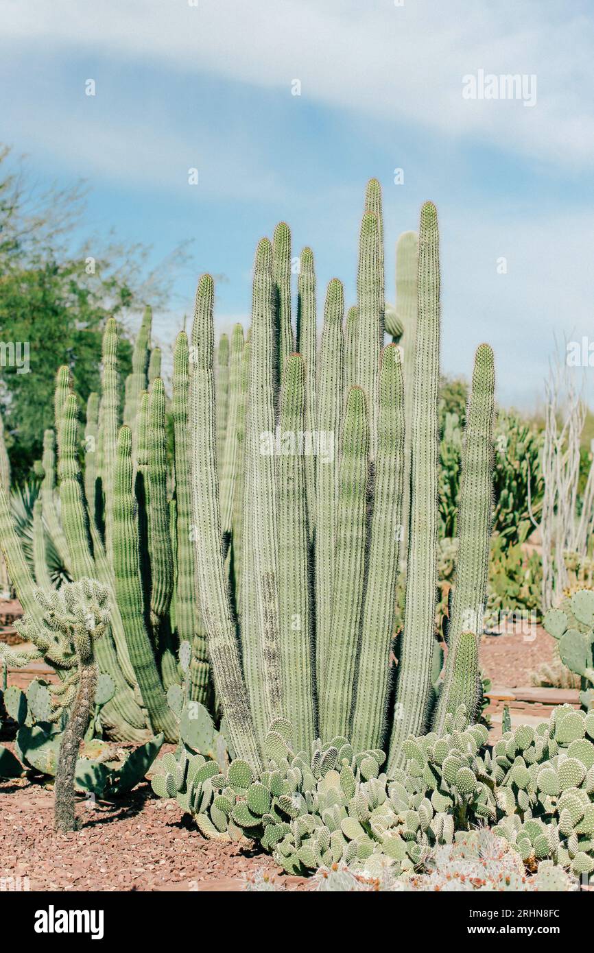 Hoher Kaktus, umgeben von braunem Schmutz Stockfoto