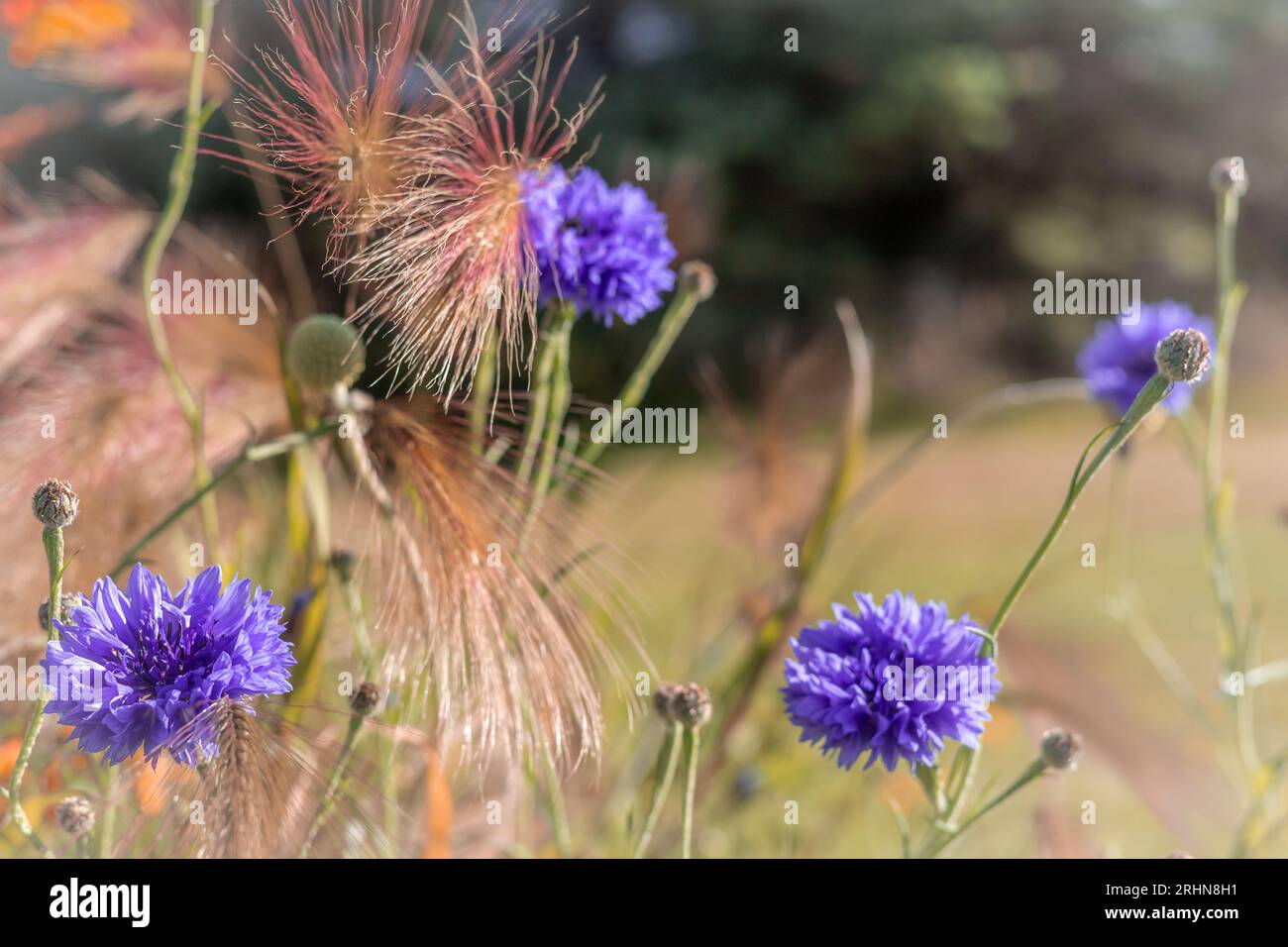 Blaue centaurea-Blüten und wilde Getreideohren auf einem verschwommenen Hintergrund. Stockfoto