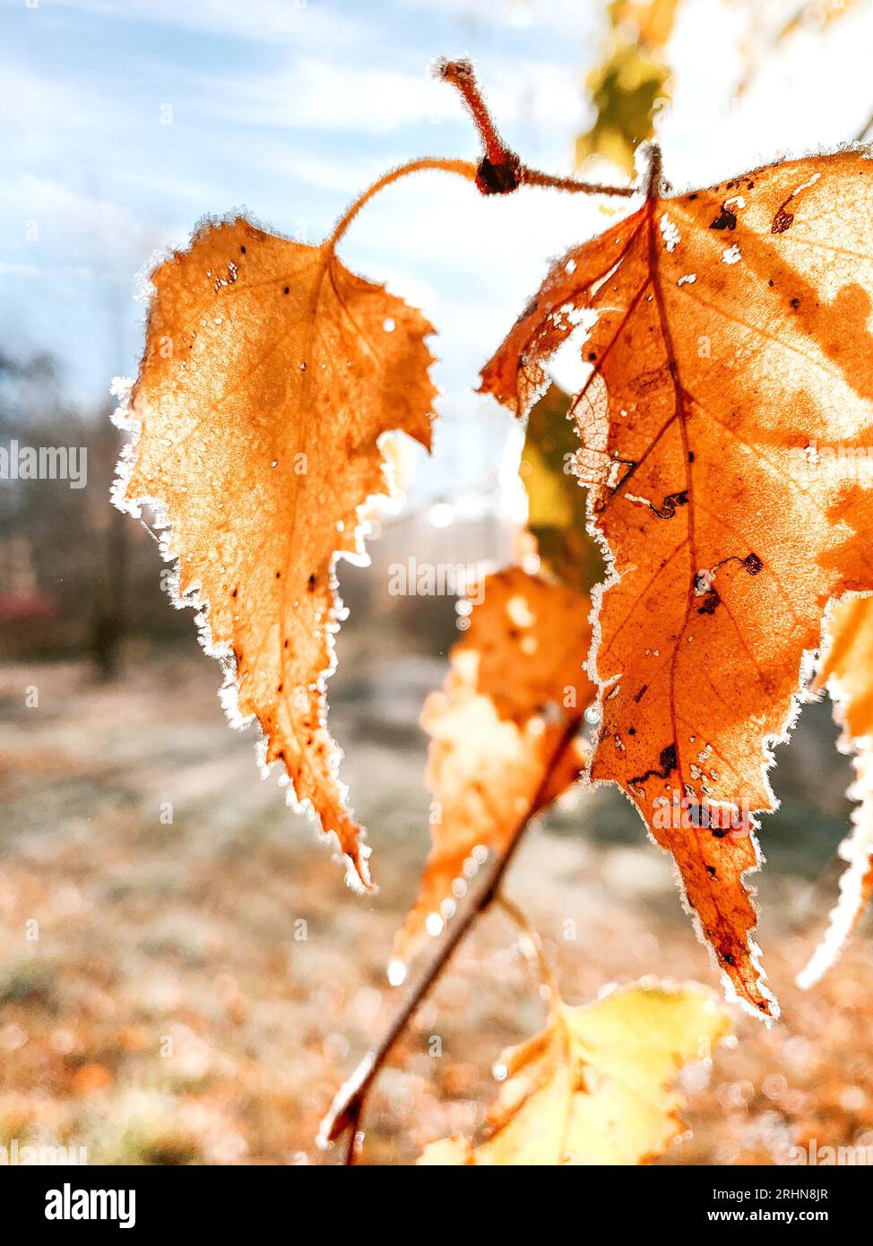 Nahaufnahme Orange Mattierte Blätter Stockfoto