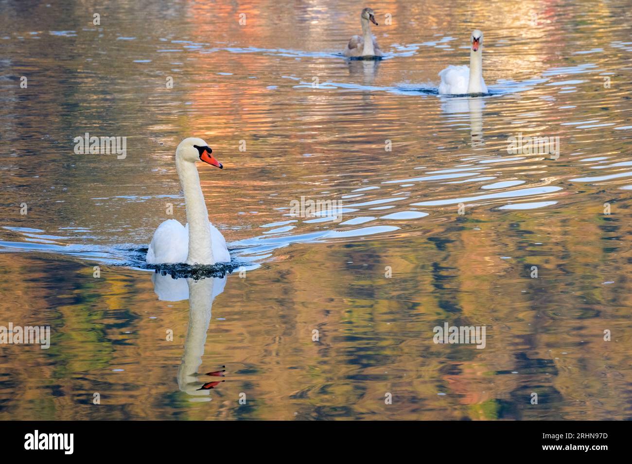 Mute Swan (Cygnus olor) schwimmt im herbstlich gefärbten Wasser des Flusses Moesel, Deutschland. Stockfoto