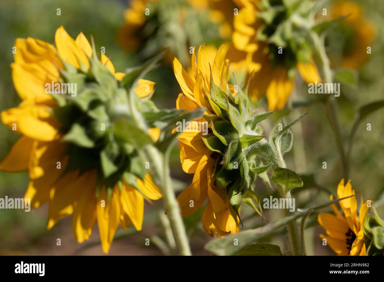 Seitenansicht einer Reihe von Sonnenblumen bei sonnigem Tageslicht Stockfoto