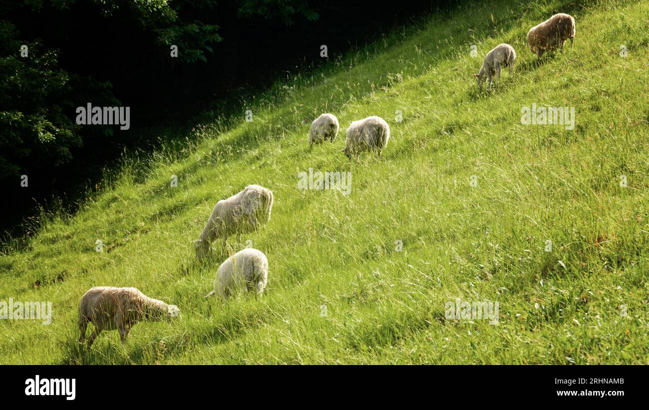 Schafe auf einer Wiese auf grünem Gras, kleine Lämmer auf einer wunderschönen grünen Wiese Stockfoto