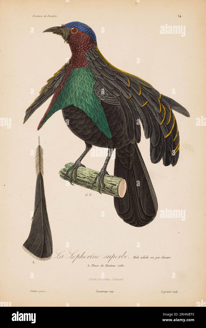 Aus "Histoire naturelle des oiseaux de Paradis" von R.-P. Lektion. Museum: PRIVATSAMMLUNG. Autor: Jean-Gabriel Prêtre. Stockfoto