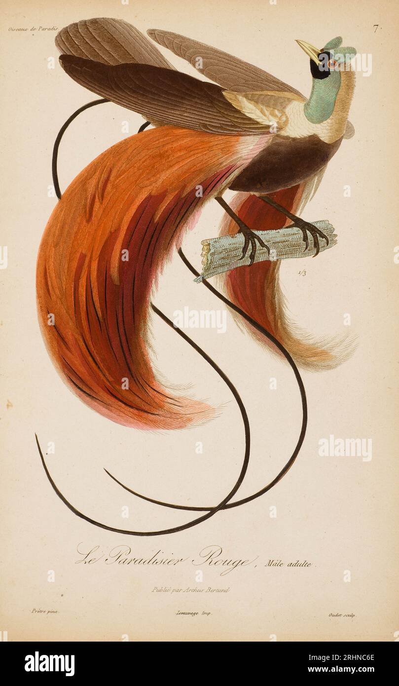 Aus "Histoire naturelle des oiseaux de Paradis" von R.-P. Lektion. Museum: PRIVATSAMMLUNG. Autor: Jean-Gabriel Prêtre. Stockfoto