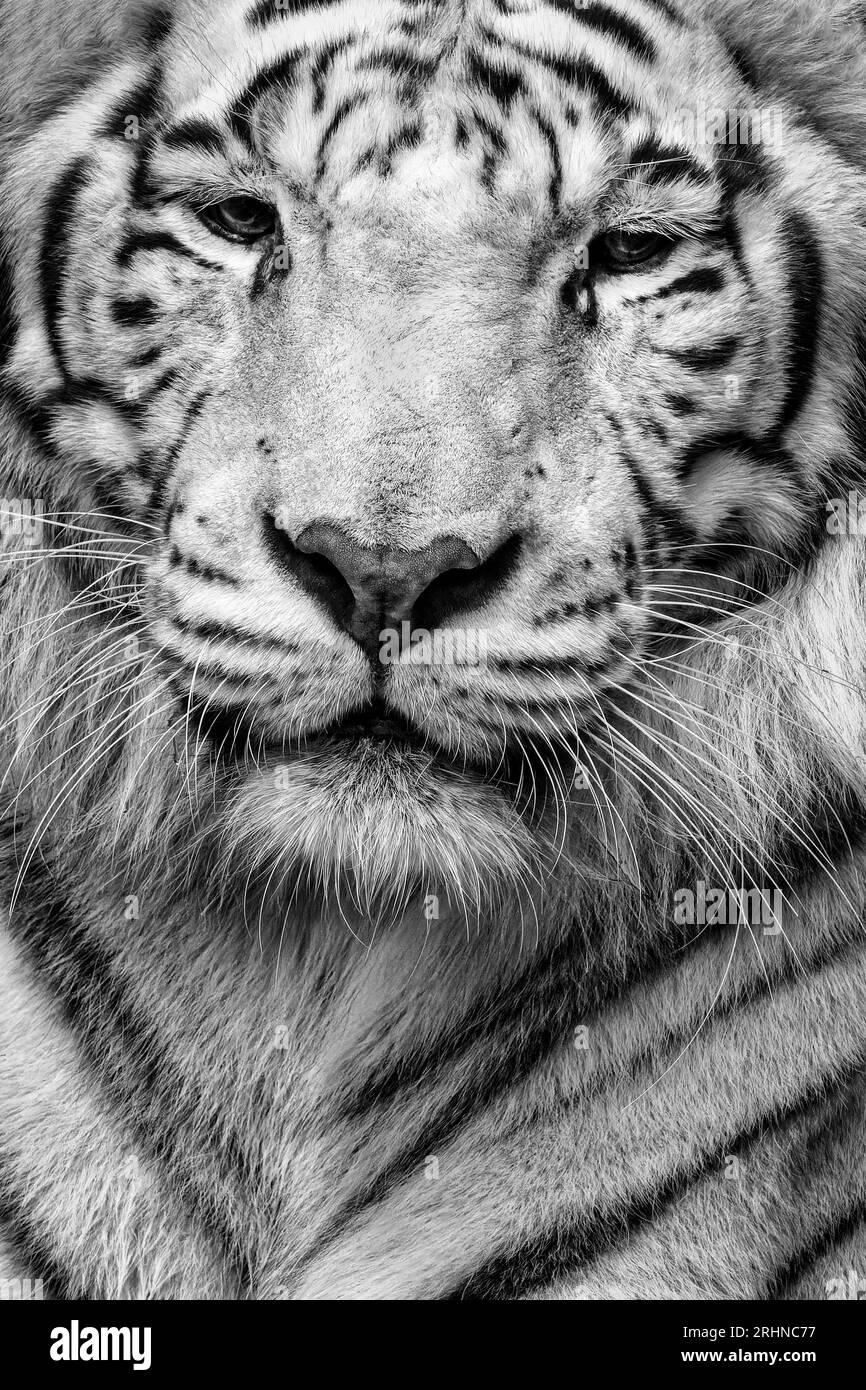 Ein schwarz-weiß-weißes Tigerporträt (Panthera tigris tigris) Stockfoto