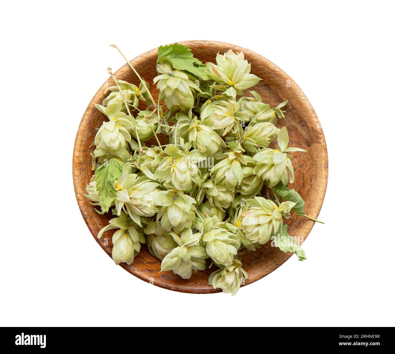 Gepflückte und getrocknete pflanzliche Heilpflanze Humulus lupulus, der gemeine Hopfen oder Hopfenblüten. Hopfen Blumen in Holzschale isoliert auf weißem Hintergrund. Stockfoto